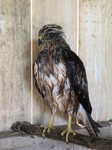 14962908_1200041350086448_334800431_n